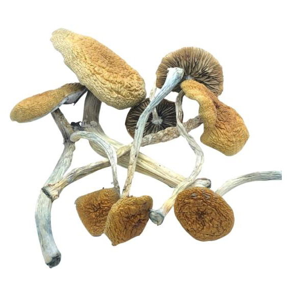 Buy Mazatapec magic mushrooms for sale Denver