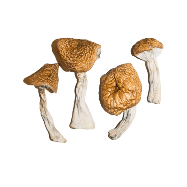 Buy Burma Mushrooms for sale Denver