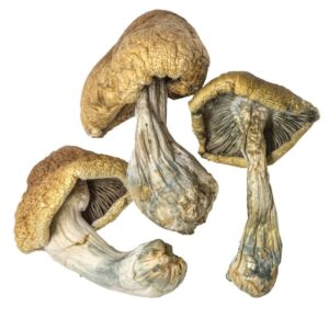 Buy Cambodian mushrooms for Sale Denver